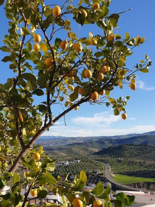Mirador Del Olivar Olvera Esterno foto